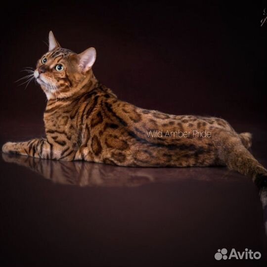 Бенгальский кот