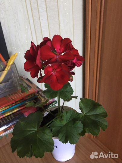 Пеларгония герань Calliope Dark Red