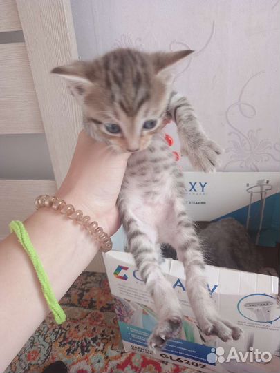 Сибирская кошка