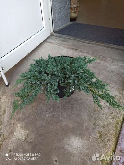 Можжевельник