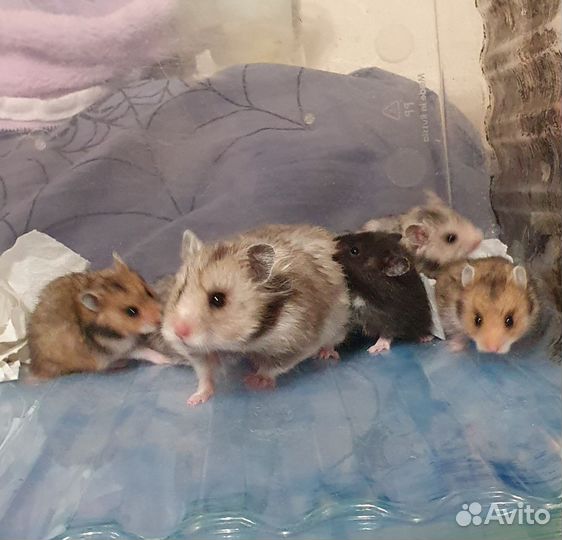 Сирийские хомячки