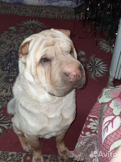 Шарпей вязка