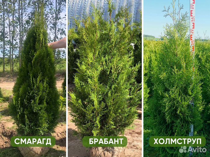Туя Смарагд, Брабант, Холмструп - туи для изгороди