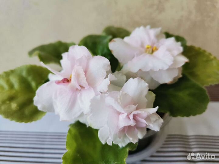 Детки и стартеры сотовых фиалок