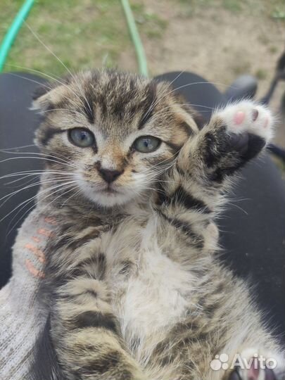 Котик в добрые руки