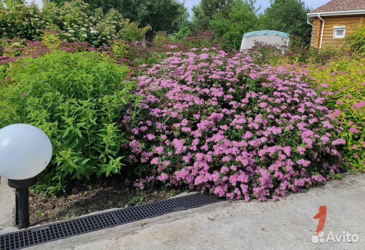 Спирея литл принцесс