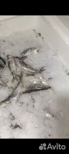 Ряпушка Онежская