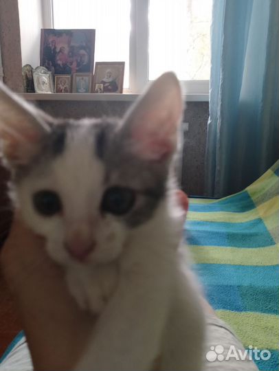 Котенок