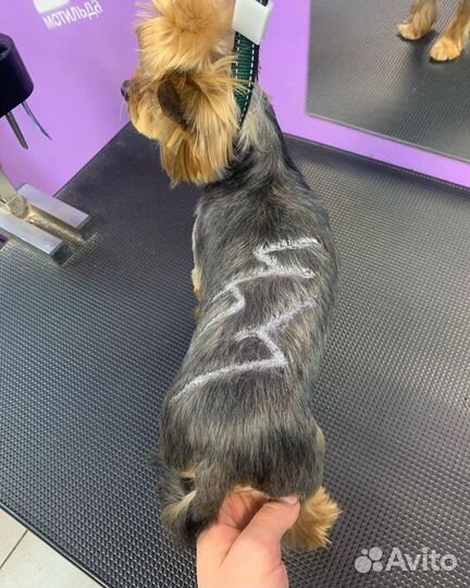 Грумер стрижка собак с выездом на дом