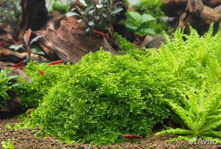 Аквариумные растения