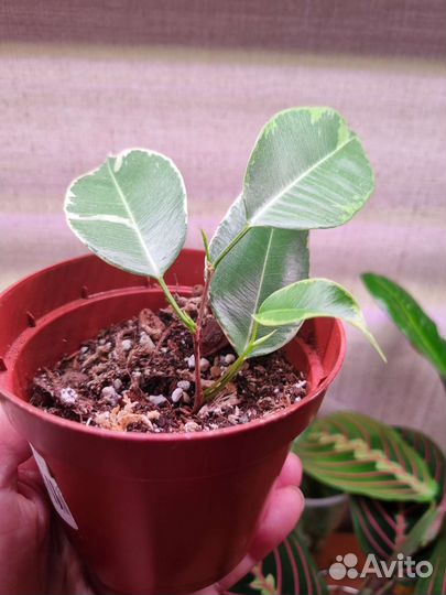 Комнатные растения