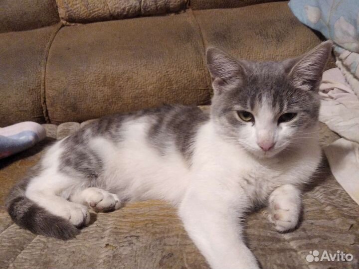 Котенок,5 месяцев