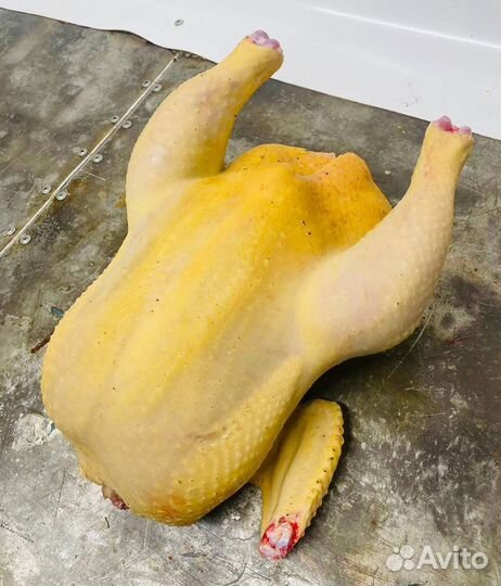 Бройлер домашний