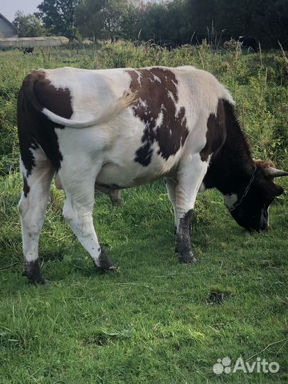 Быки и телка