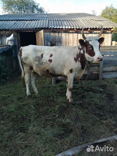 Айширская тёлка