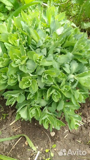 Многолетники для. сада