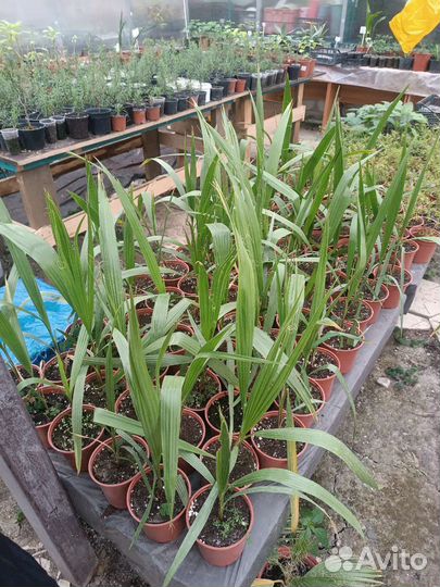 Вашингтония нитеносная