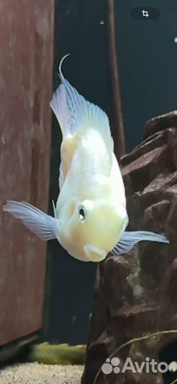 Жемчужный попугай панда