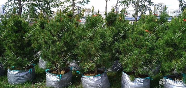 Саженцы сибирского кедра экстра класс