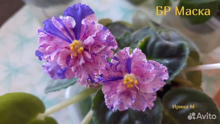 Продажа черенков, стартеров и цветущих фиалок