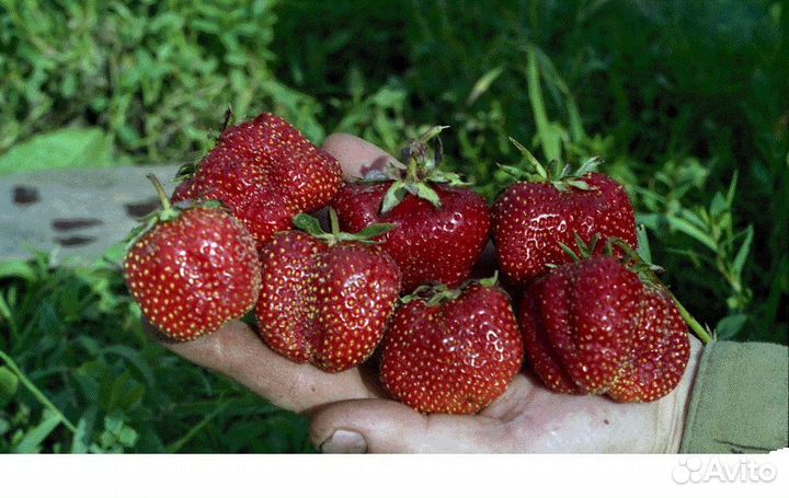 Рассада саженцы клубники Боровицкая