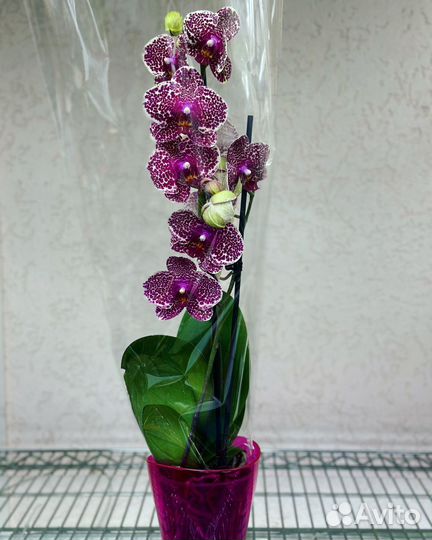 Орхидея Сезам