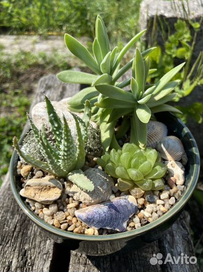 Композиция с суккулентами