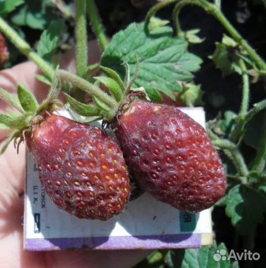 Усы Земклуники мускатной Fragaria