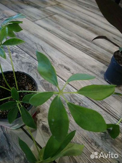 Шефлера. Рео