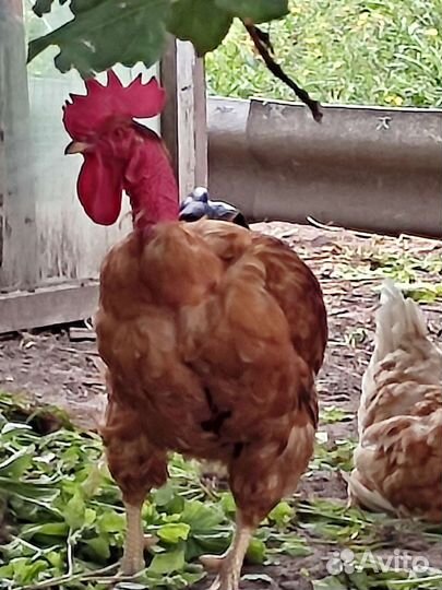 Куры петухи