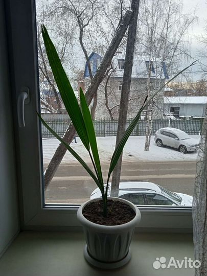 Финиковая пальма с горшком