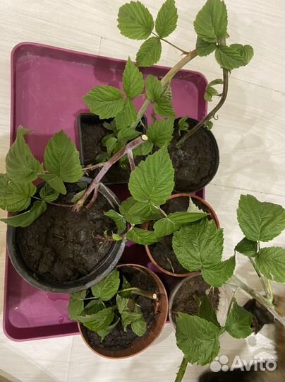 Саженцы черной малины Кумберленд