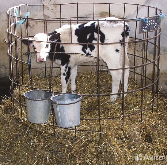 Бычки на откорм