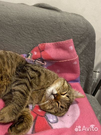 Котик