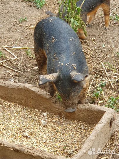 Поросята. Венгерская мангалица