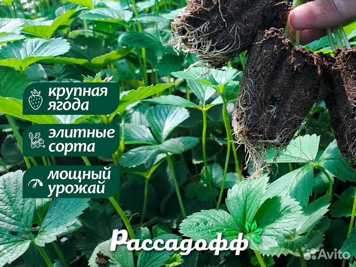 Рассада клубники. Опт от 64 шт