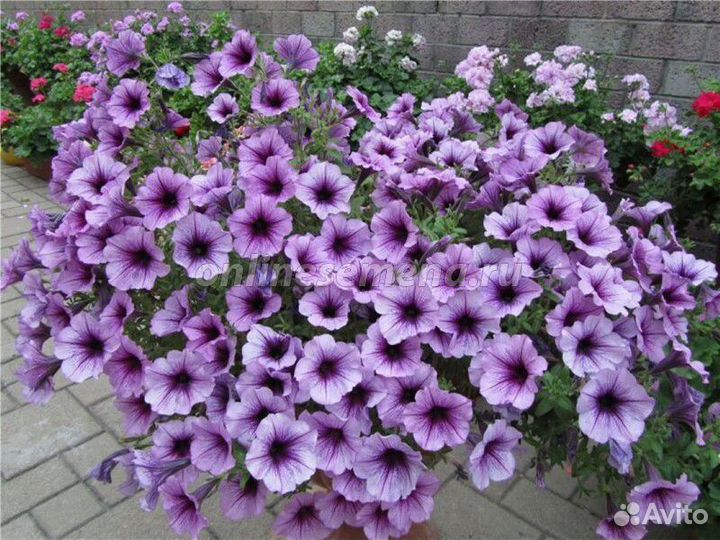 Рассада ампельной петунии Опера,Вейв и Изи вейв