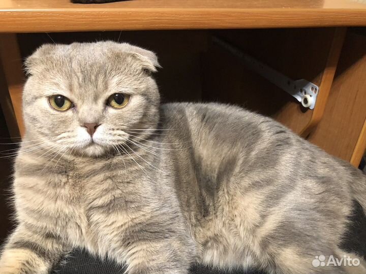 Шотландский кот вязка