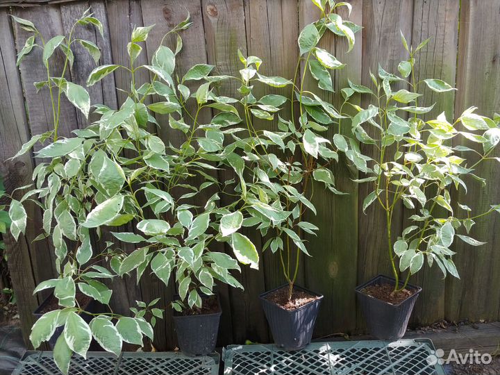 Дерен пестролистный саженцы