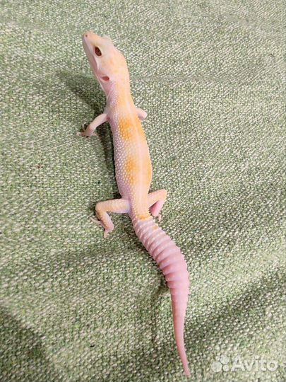 Ящерица геккон эублефар