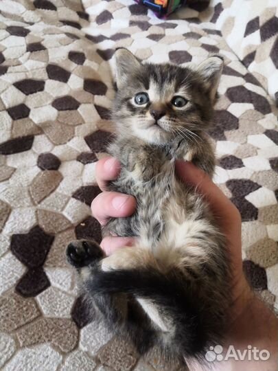 Котенок девочка в добрые руки