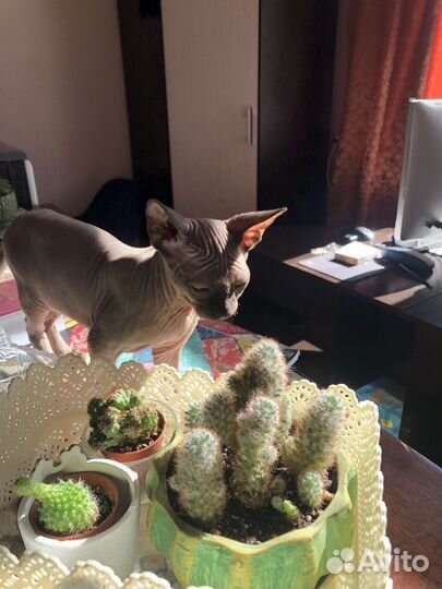 Канадский сфинкс котенок