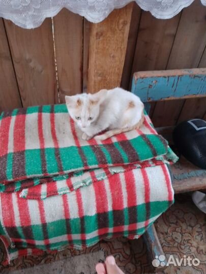 Отдам котят