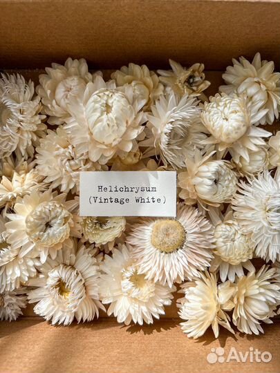 Сухоцветы гелихризум, сухоцветы для свечей