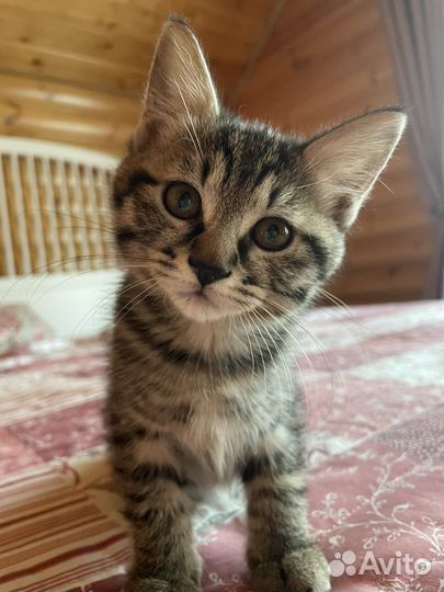 Курильский бобтейл