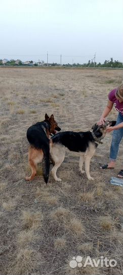 Продаётся щенок