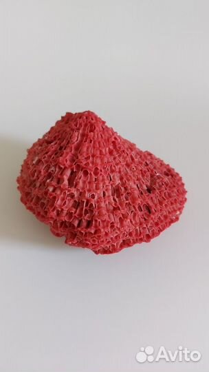 Красный коралл и черноморская ракушка