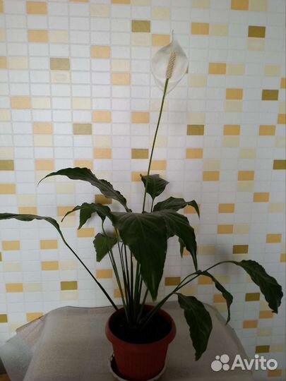 Спацифиллум