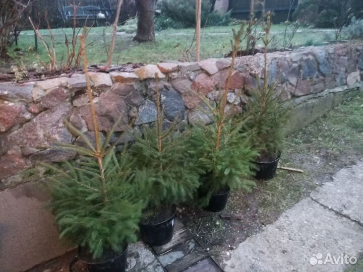 Ель 90-120см