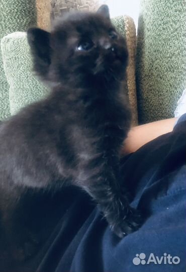 Котики девочка бесплатно